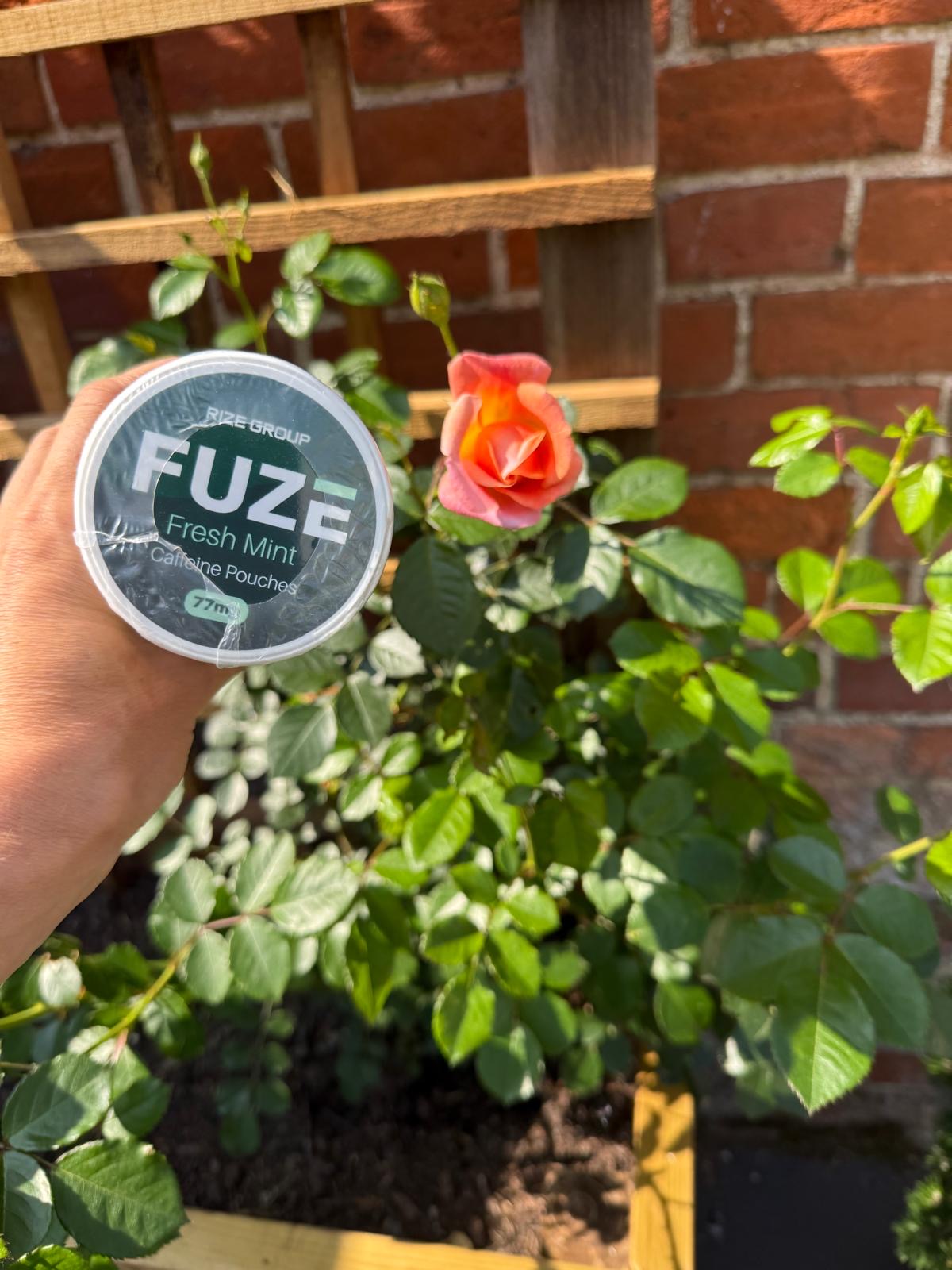 Fuze Box - 4 for £20